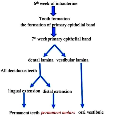 Tooth Development - Focus Dentistry