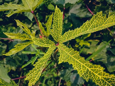 Bhendi Yellow Vein Mosaic Virus: Symptoms & Prevention