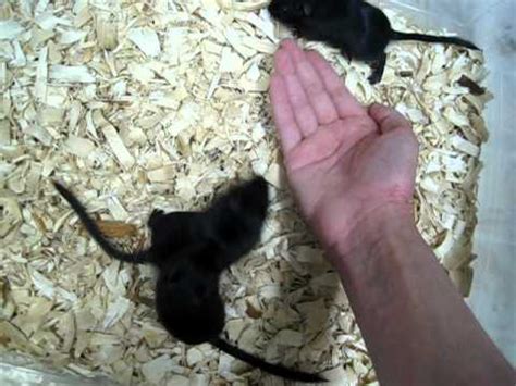 What Is A Female Gerbil Called? | PetThings