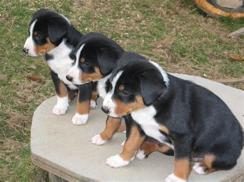 Appenzeller Mountain Dog Info, Temperament, Puppies, Pictures