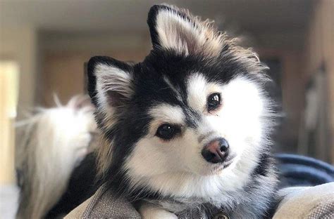 Pomsky (Pomeranian & Husky Mix): Info, Pictures, Facts, Traits | Hepper