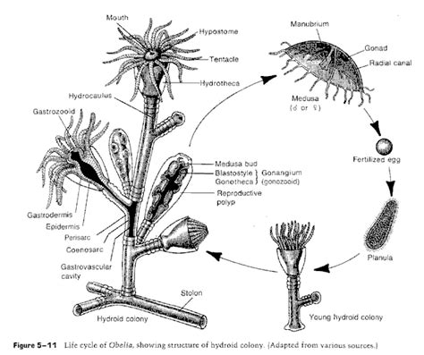 obelia life-cycle | Jellyfish and Hydra Life-Cycles | Pinterest