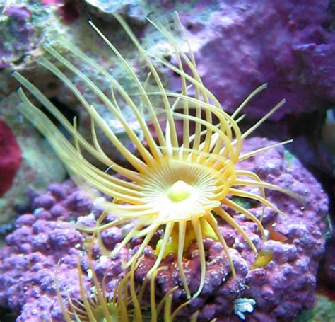 Yellow Palythoa - Corals - Gallery - Nano-Reef.com Forums