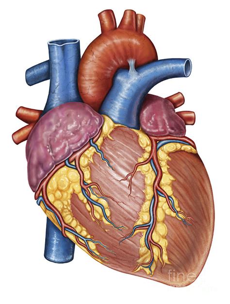 Heart Anatomy Unlabeled - ClipArt Best