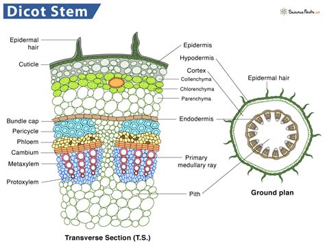 Monocot Vs Dicot Stem Cross Section