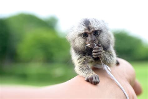 Facts About Marmosets | Live Science