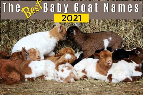 The Best Baby Goat Names For 2021! - My Homestead Life