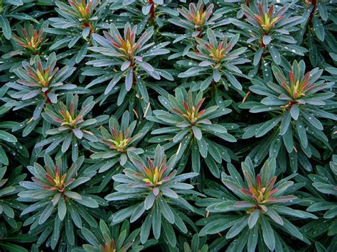 PlantFiles Pictures: Euphorbia Species, Martin's Spurge, Wood Spurge ...