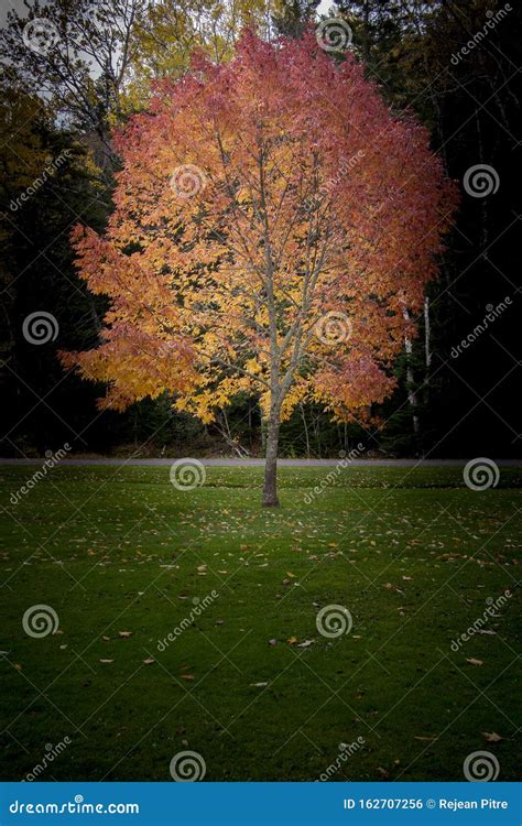 Colors in the Park during Fall Stock Photo - Image of stroll, national ...