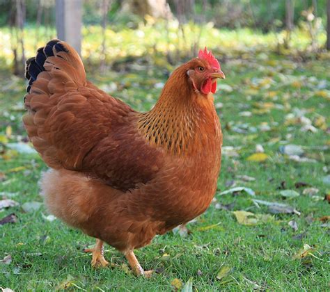 15 Largest Chicken Breeds (With Pictures) | Know Your Chickens