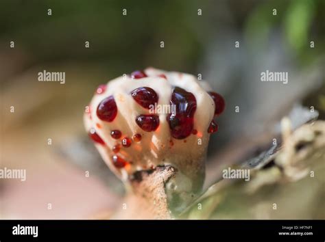 Bleeding tooth fungus Stock Photo - Alamy