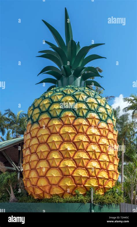 Quensland the big pineapple hi-res stock photography and images - Alamy