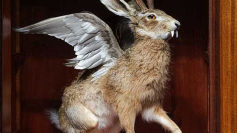 Wolpertinger Taxidermy