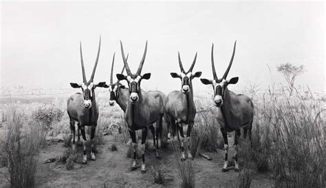 Hiroshi Sugimoto: Photography That Fools the Eye | Art & Object