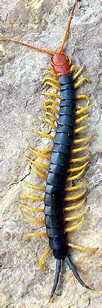 Giant redheaded centipede | Arthropod Museum