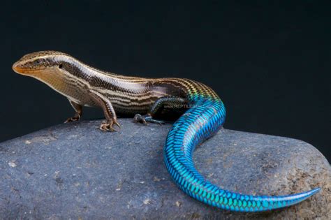 Gran Canaria blue-tailed skink / Chalcides sexlineatus | Amphibians ...