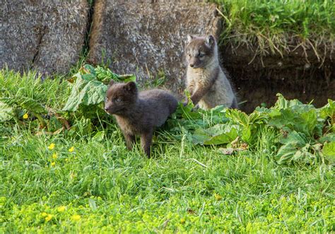 Arctic Fox Cubs Playing in Iceland Photograph by Venetia Featherstone ...