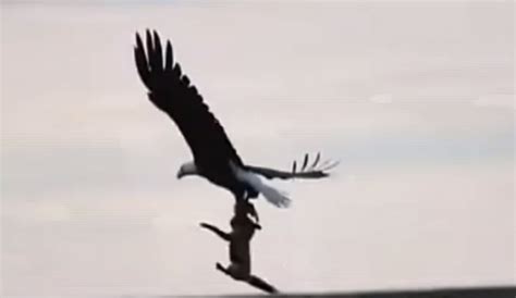 Video shows eagle snatching a fox that’s holding a rabbit - WSVN 7News ...