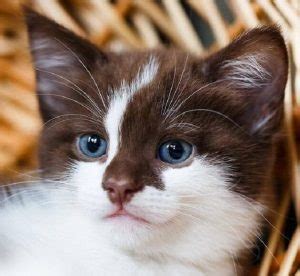 100+ Brown Cat Names - Best Name Ideas for a Brown Kitten