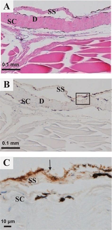 Figure 1 from Title Infection Kinetics of Tenacibaculum maritimum on ...