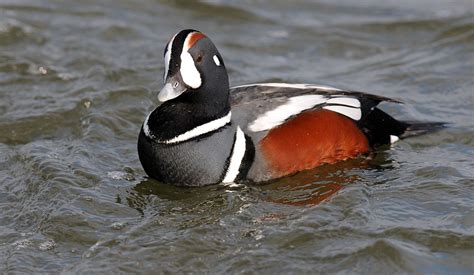 Histrionicus histrionicus Harlequin duck / European Storm-petrel Pato ...