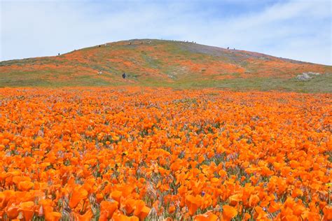 My Own 100 Hikes: Antelope Valley California Poppy Reserve and ...