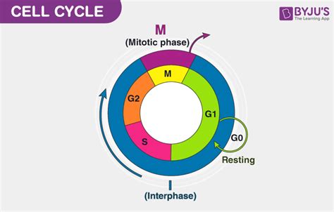 Cell Cycle Diagram