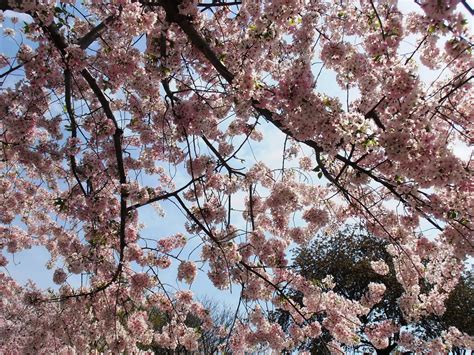 FDR Memorial Cherry Blossoms | FDR Memorial Cherry Blossoms | Flickr