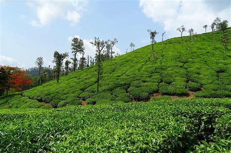 More things about the coffee plantation tour chikmagalur – Tefwins