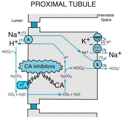 Acetazolamide - Stepwards