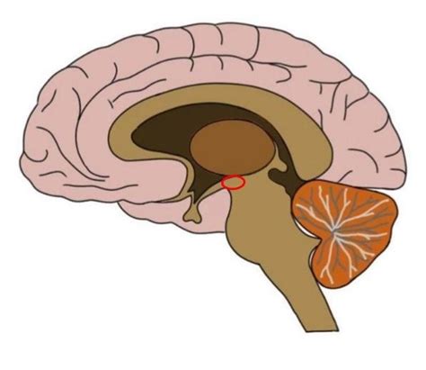 Subthalamus - definition — Neuroscientifically Challenged