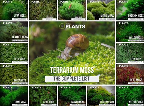 Mossarium 101: A Complete Guide To Making Your Own Moss Terrarium! in ...