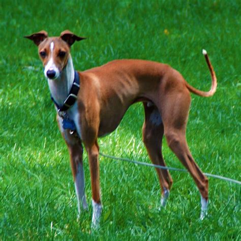 Kudjo the mini greyhound | Flickr - Photo Sharing!