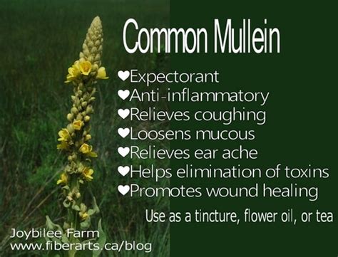 Medicinal plants: Mullein for colds and flu | Joybilee Farm