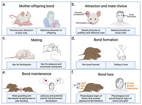 Biology | Free Full-Text | The Neurobiology of Love and Pair Bonding ...