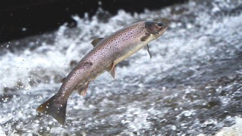 Scotland's wild salmon stocks 'at lowest ever level' - BBC News