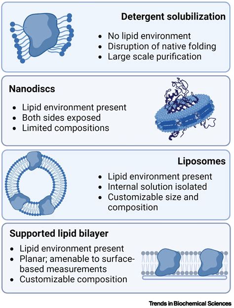 Membrane protein synthesis: no cells required: Trends in Biochemical ...