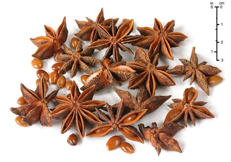 Illicium verum - Wikipedia