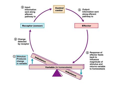 Anatomy and Physiology | Basic anatomy and physiology, Physiology ...