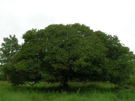 File:Anacardium occidentale tree.jpg - Wikipedia