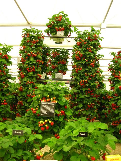 Strawberries | Vertical vegetable gardens, Strawberry garden, Garden design