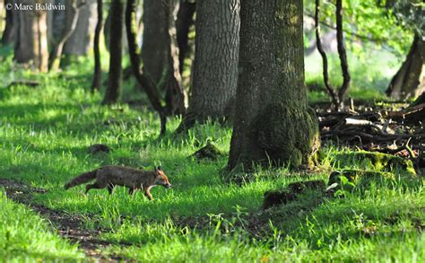 Red Fox Habitat | Wildlife Online