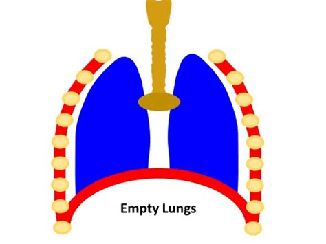 Breathing System - Key Stage Wiki