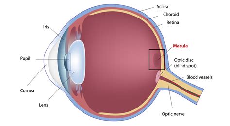 What is the Macula?