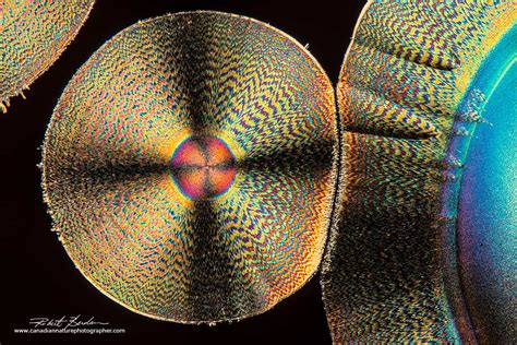 Polarized Light Microscopy Gallery - The Canadian Nature Photographer