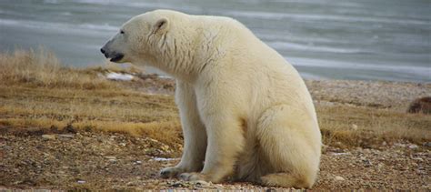 Committee recommends expanded polar bear conservation - The Wildlife ...