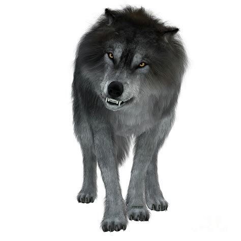 Dire Wolf on White by Corey Ford | Dire wolf, Fantasy wolf, Wolf character