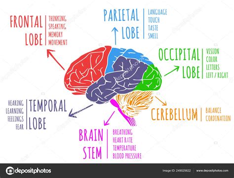 A Diagram Of The Brain And Its Functions Brain Jack Image: B