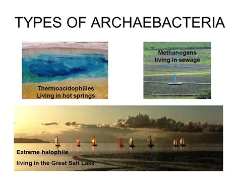 Kingdom Archaebacteria