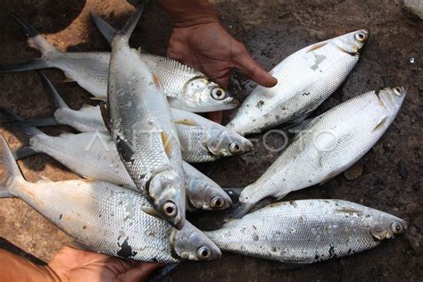 PERMINTAAN IKAN TAMBAK | ANTARA Foto